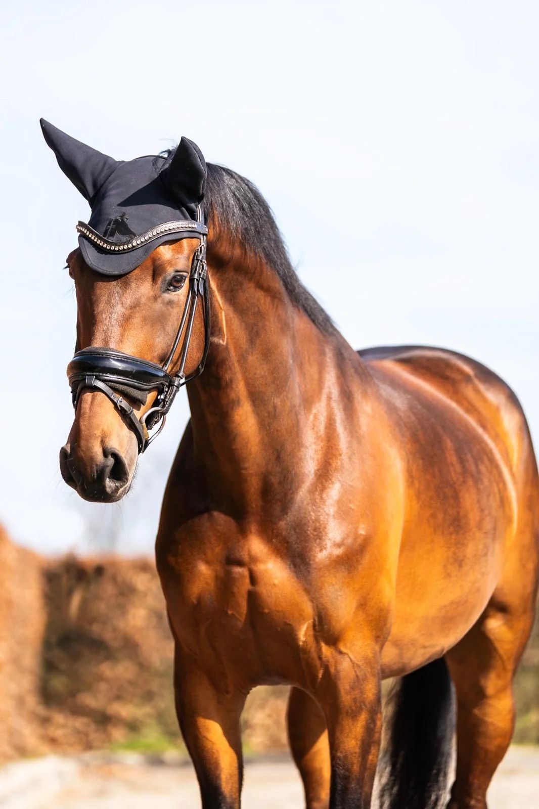 ZUVERLÄSSIGES E-PONY Z2 DRESSUR