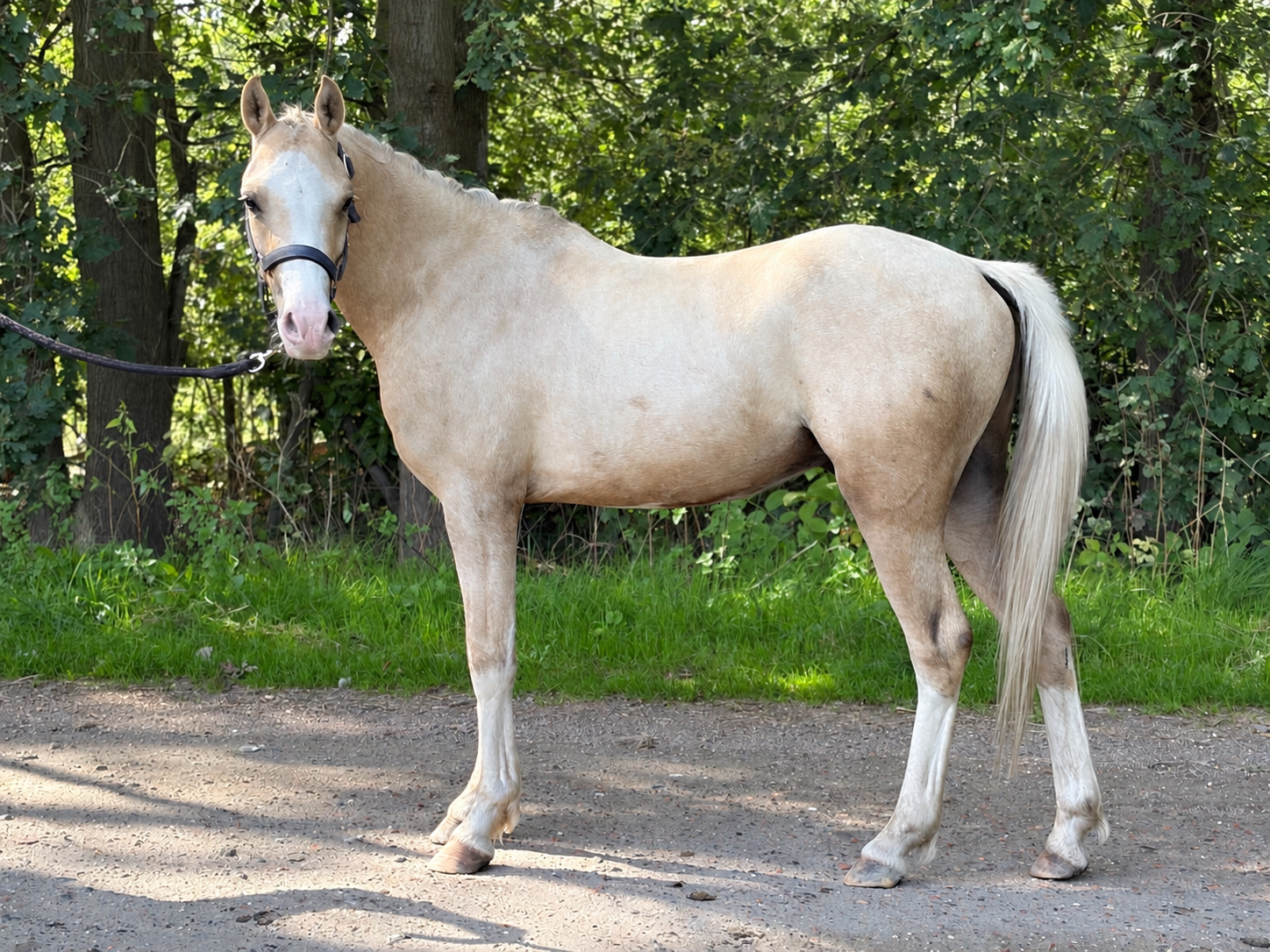 Welsh C Pony, Palomino, Sport, Ruin 