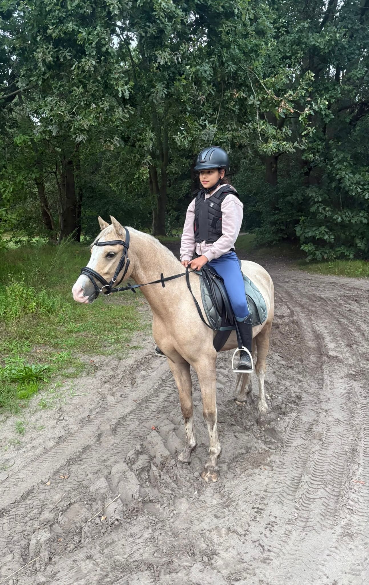 welsh pony ruin 3 years old palomino for sale - Photo 2