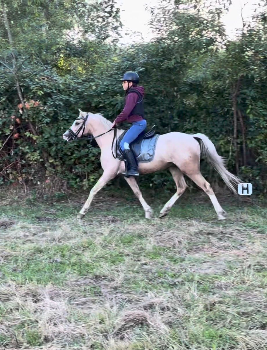 welsh pony ruin 3 years old palomino for sale - Photo 3