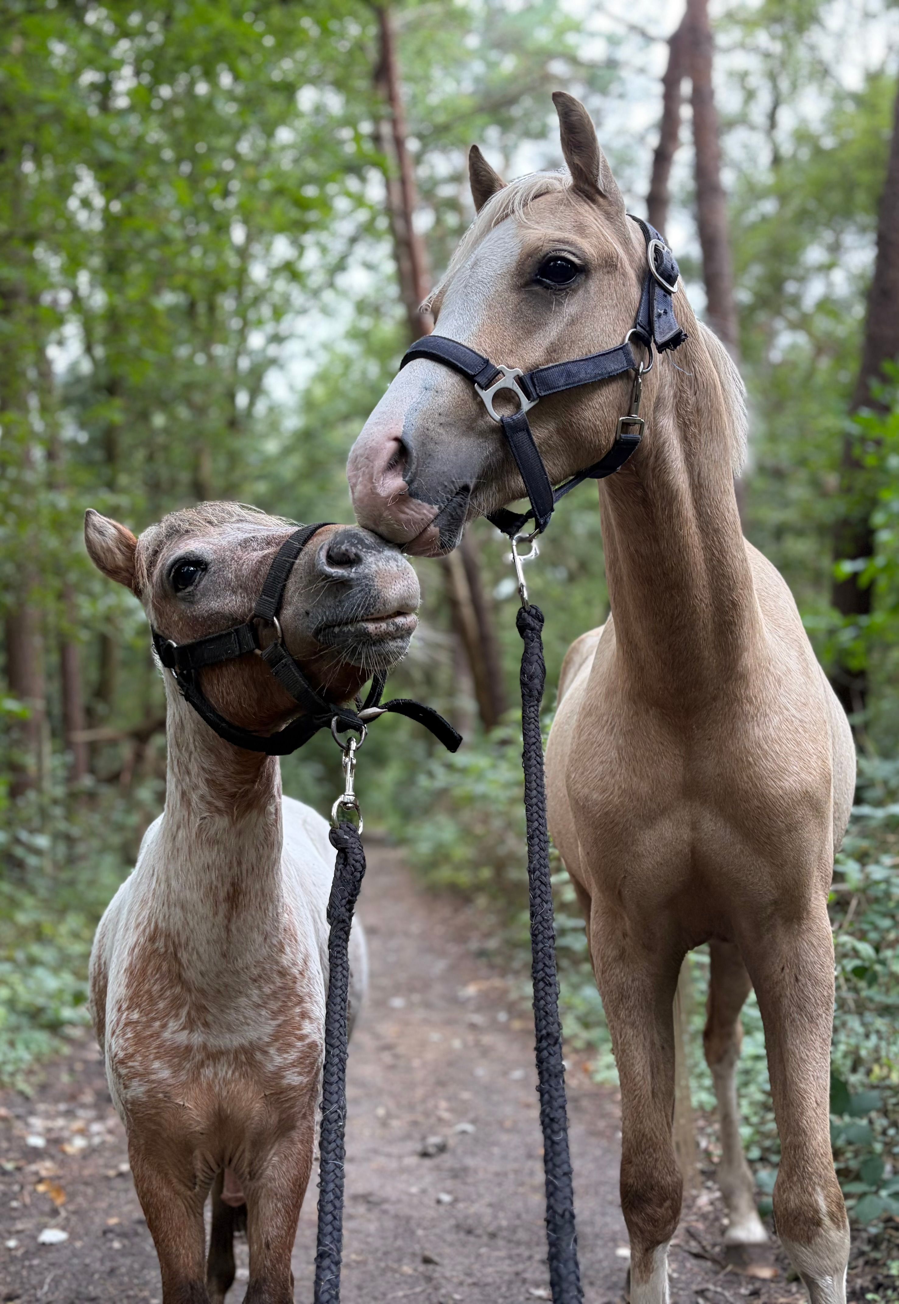 welsh pony ruin 3 years old palomino for sale - Photo 5