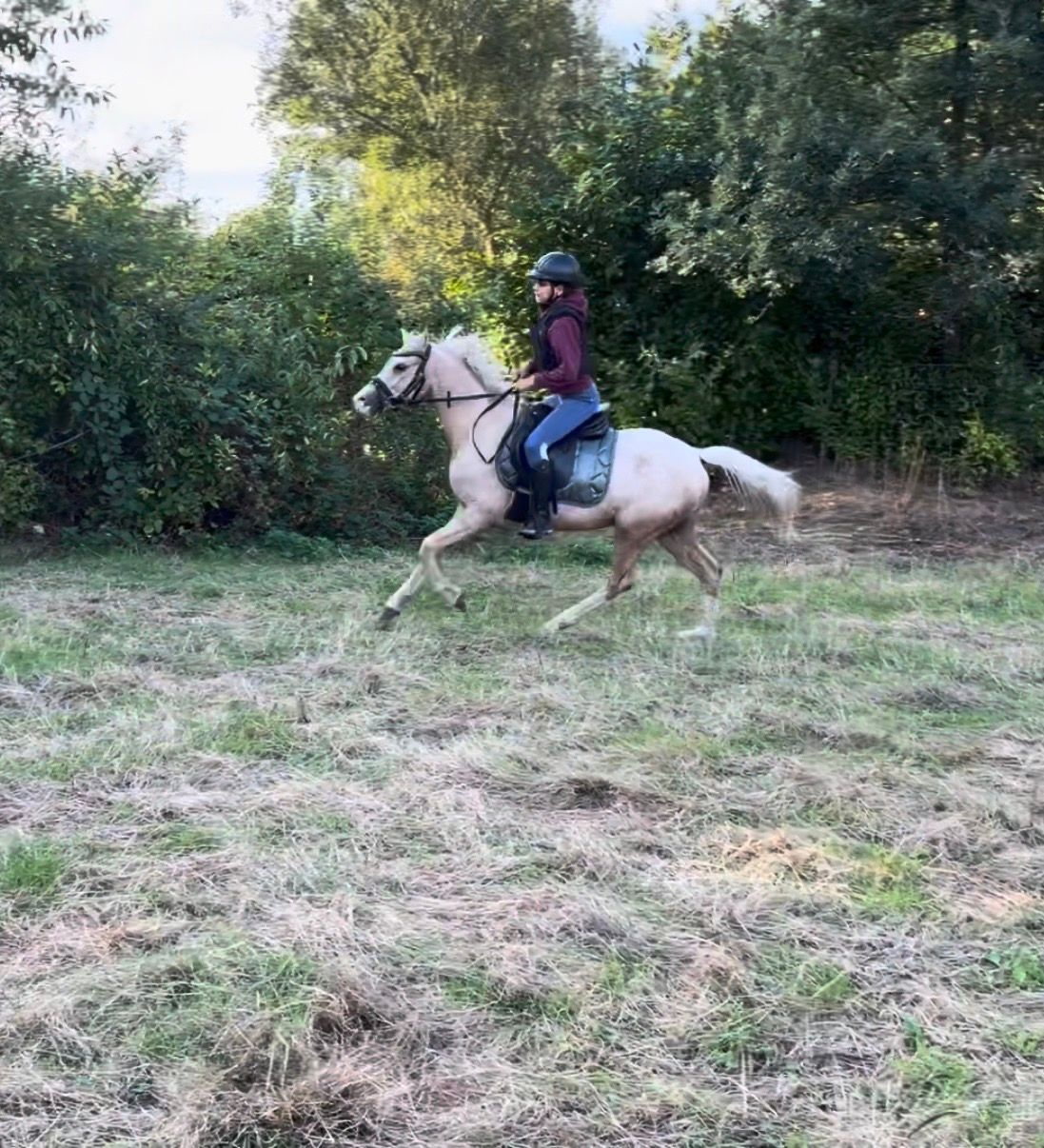 welsh pony ruin 3 years old palomino for sale - Photo 4