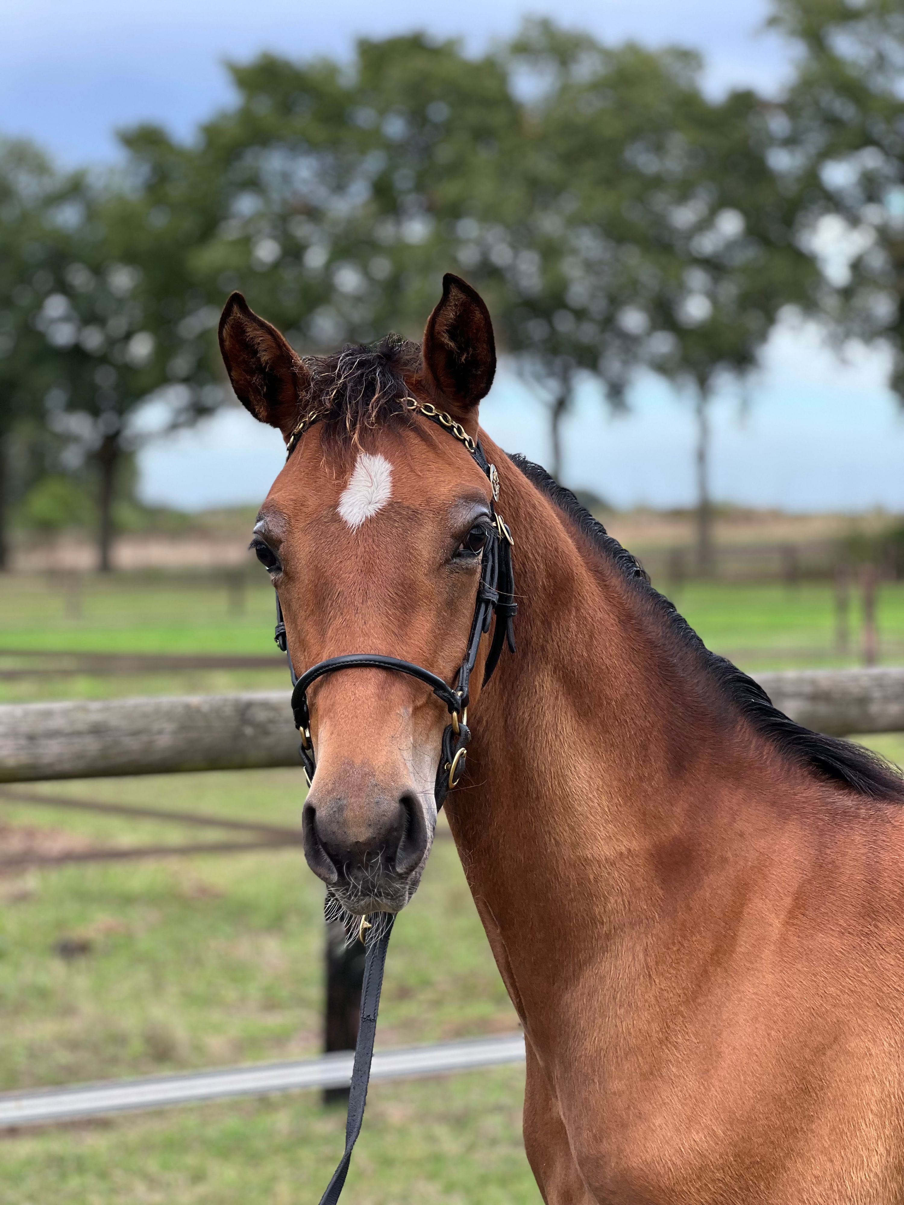 kwpn dressuurpaard merrie 0 años bruin en venta - Foto 3