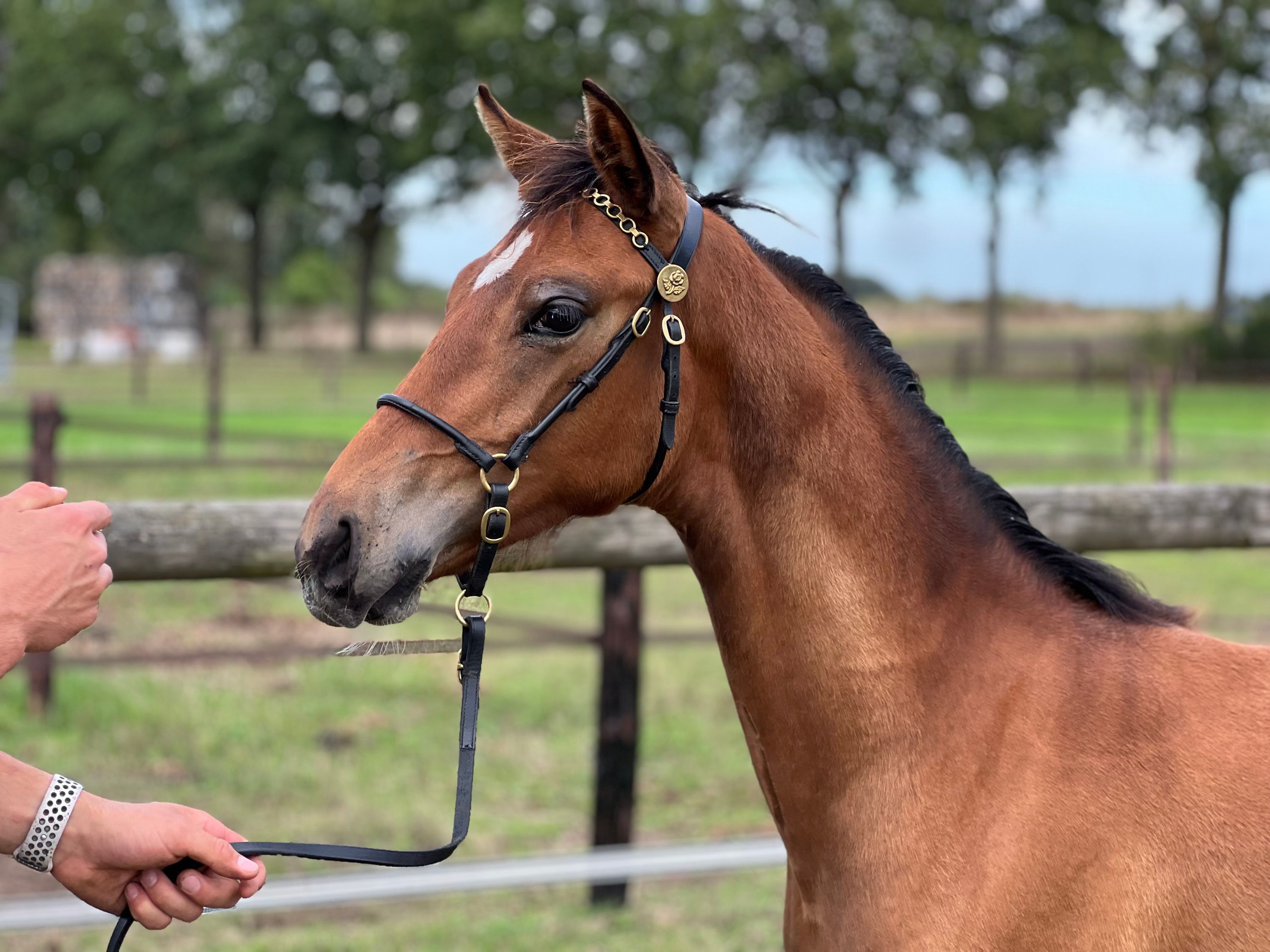 kwpn dressuurpaard merrie 0 años bruin en venta - Foto 5