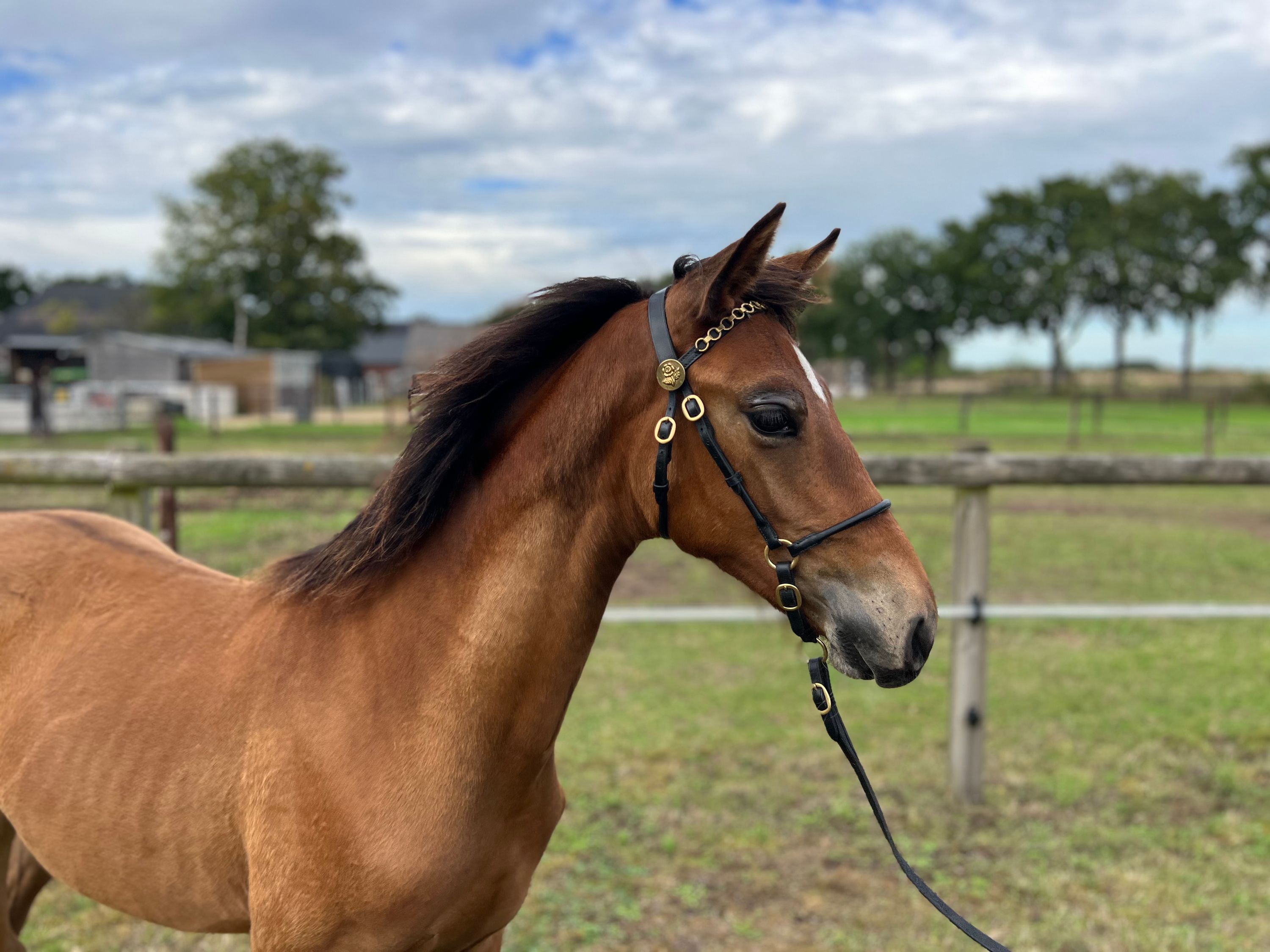 kwpn dressuurpaard merrie 0 años bruin en venta - Foto 6