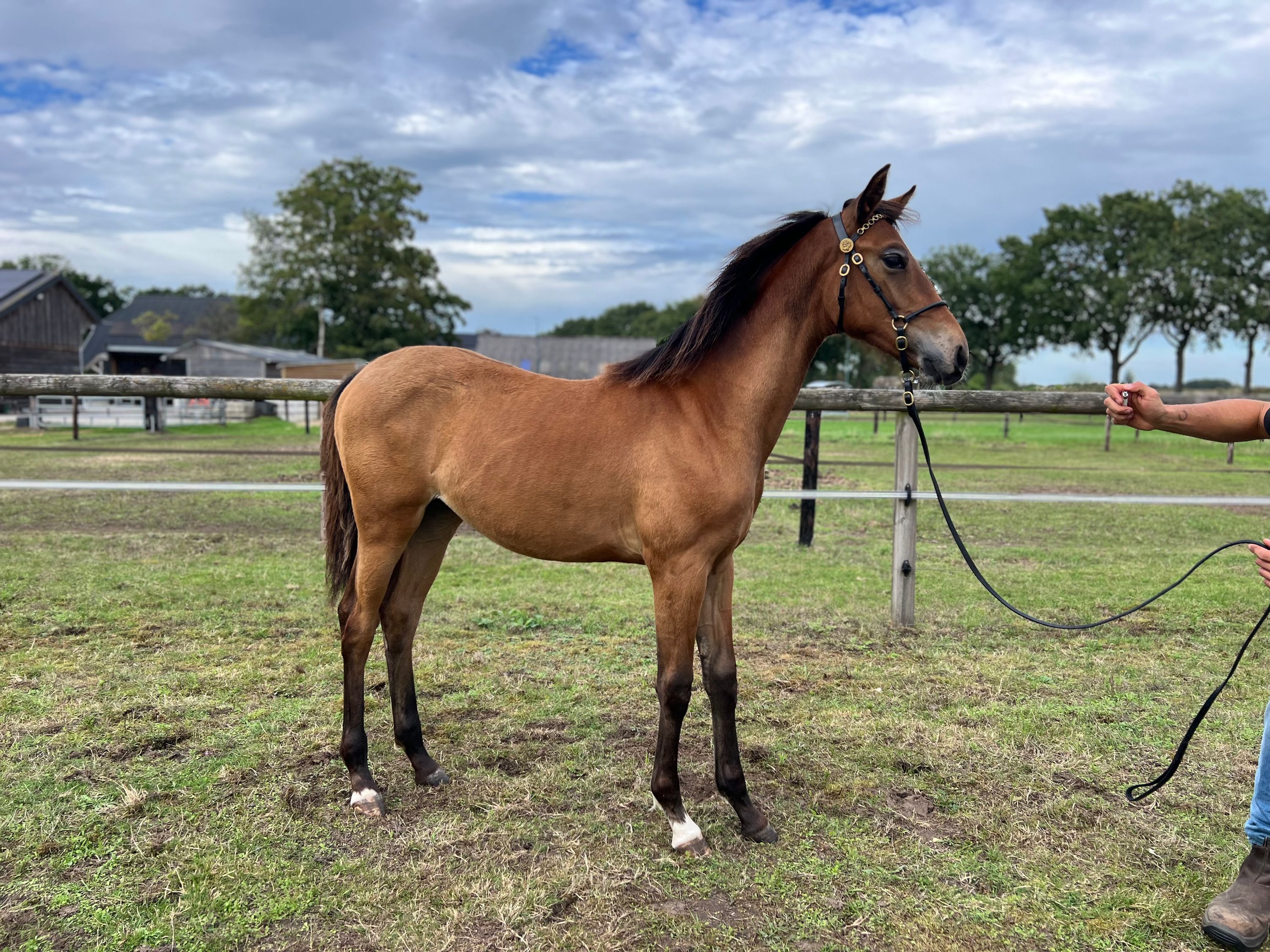 kwpn dressuurpaard merrie 0 años bruin en venta - Foto 2