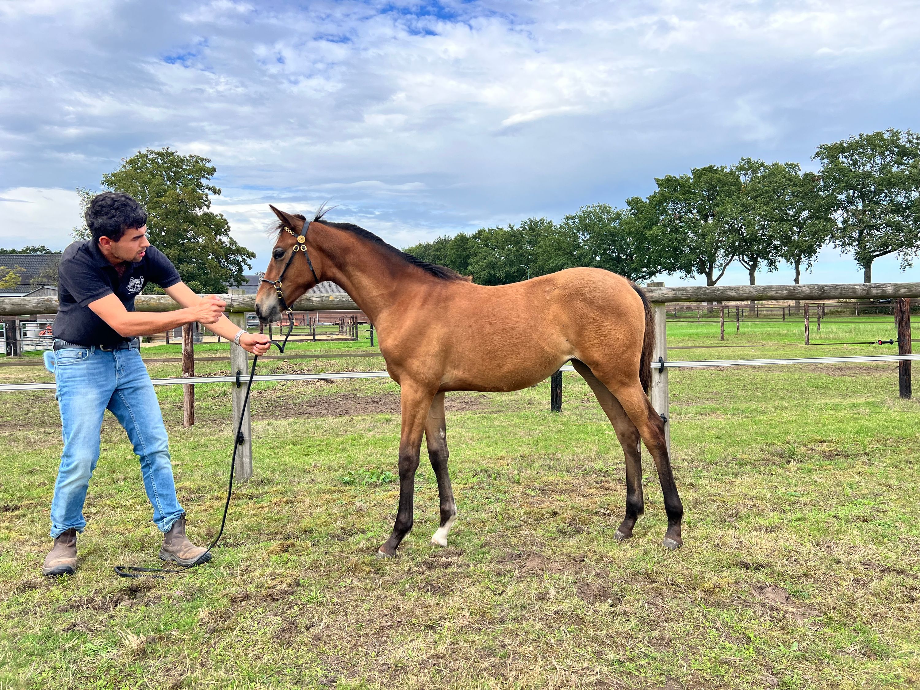 kwpn dressuurpaard merrie 0 años bruin en venta - Foto 4