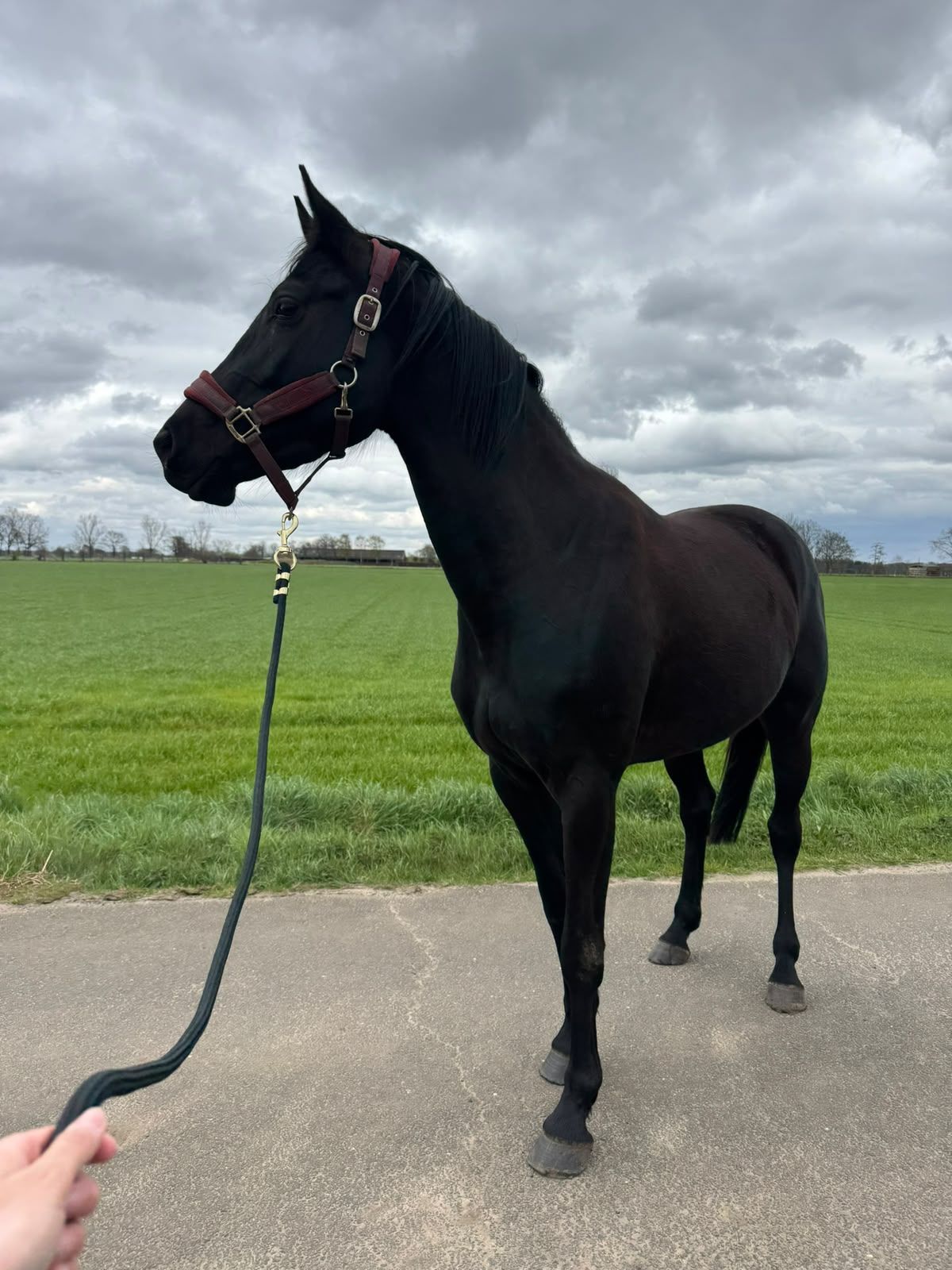 zangersheide springpaard merrie 4 ani zwart de vânzare - Foto 4