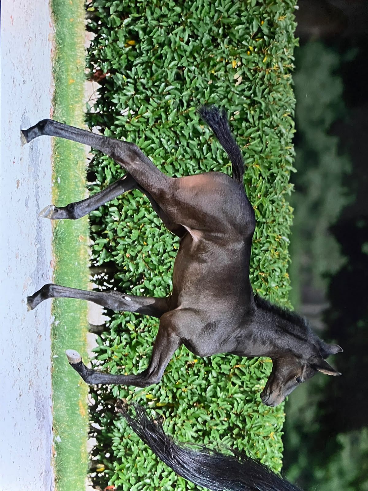 zangersheide springpaard merrie 4 ani zwart de vânzare - Foto 3