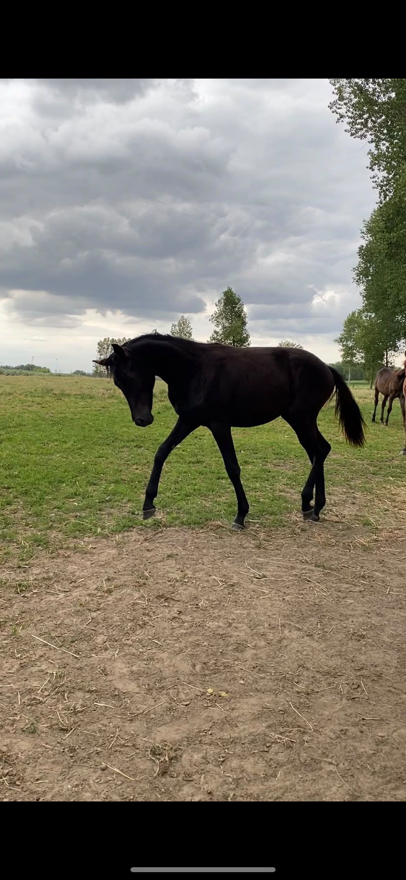 zangersheide springpaard merrie 4 ani zwart de vânzare - Foto 2