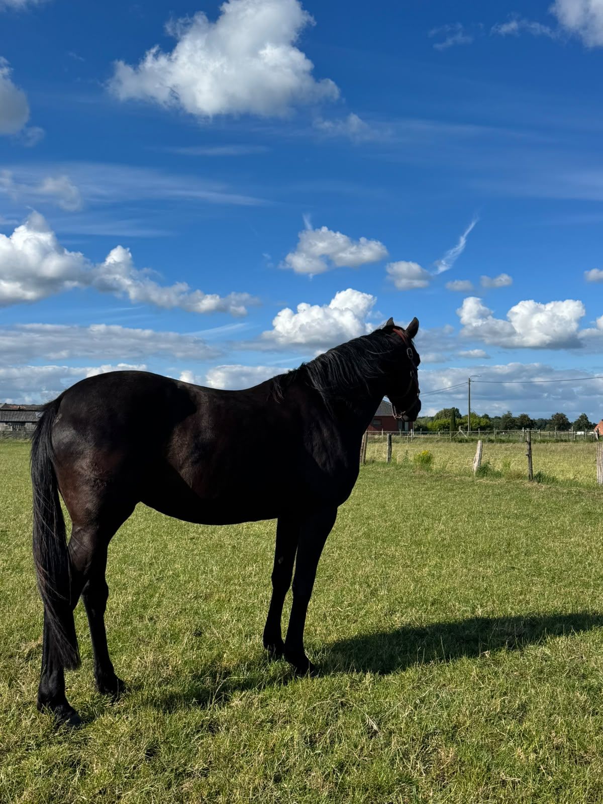 zangersheide springpaard merrie 4 ani zwart de vânzare - Foto 5