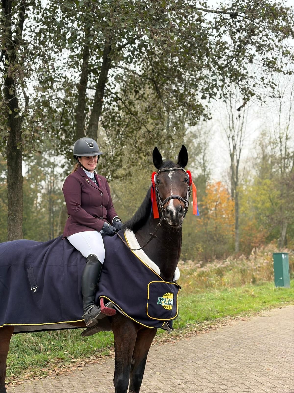 kwpn springpaard merrie 11 Jahre alt donkerbruin zu verkaufen - Foto 3