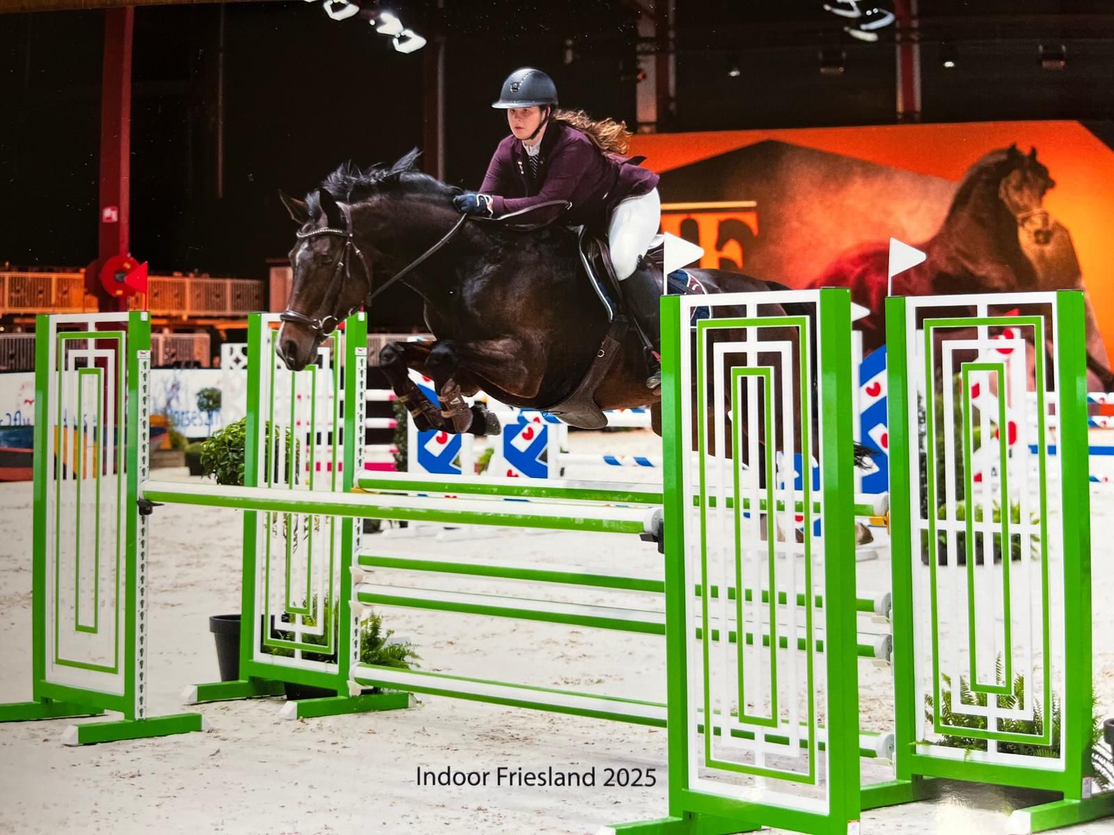 kwpn springpaard merrie 11 Jahre alt donkerbruin zu verkaufen - Foto 4