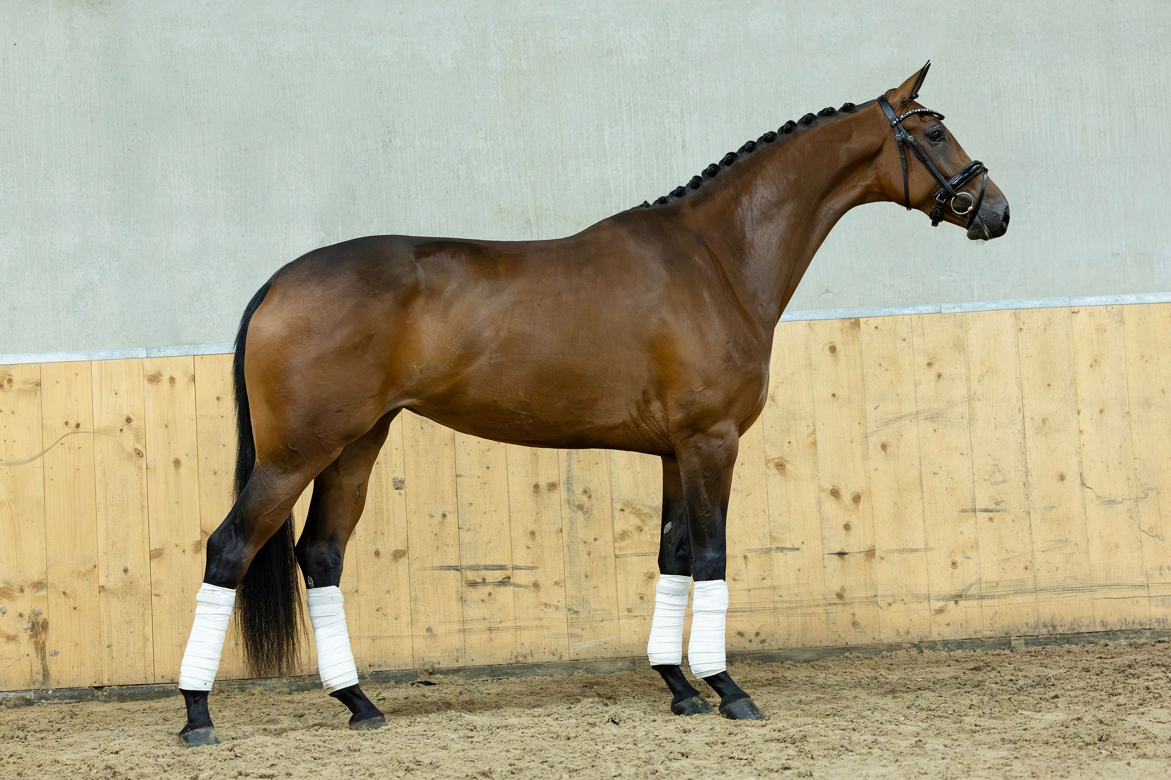 kwpn dressuurpaard merrie 3 Jahre alt bruin zu verkaufen - Foto 2