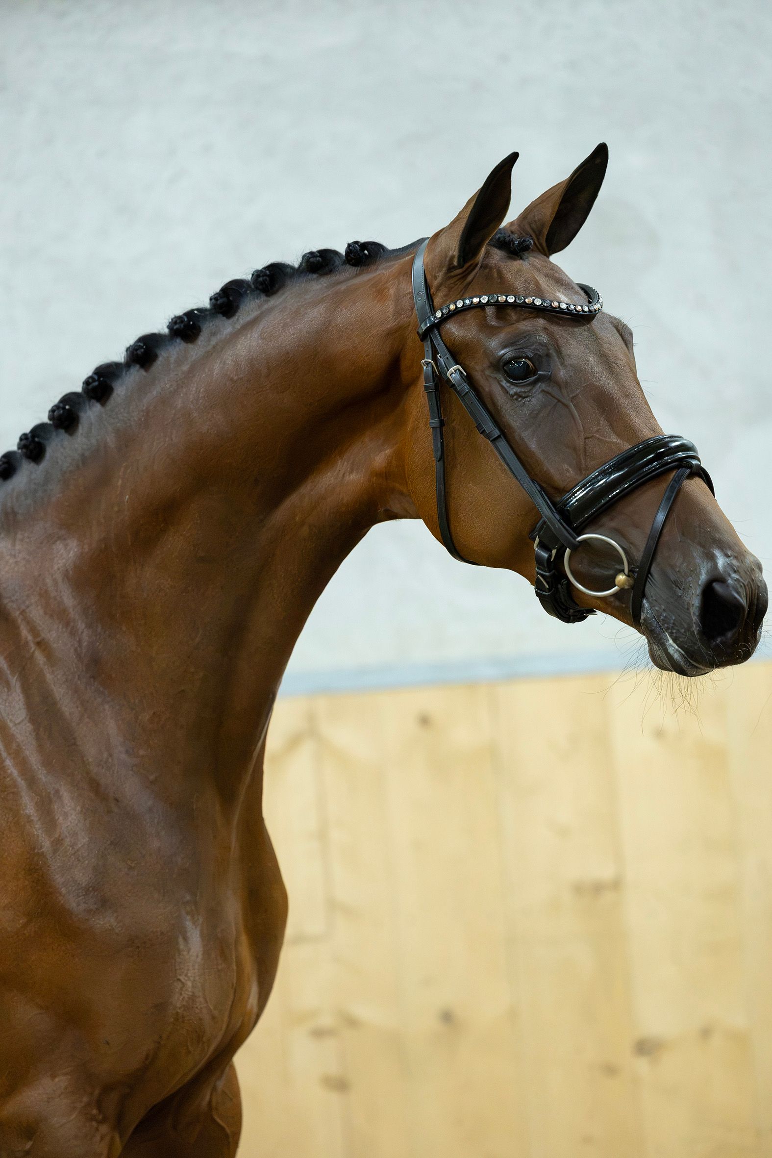 kwpn dressuurpaard merrie 3 Jahre alt bruin zu verkaufen - Foto 3