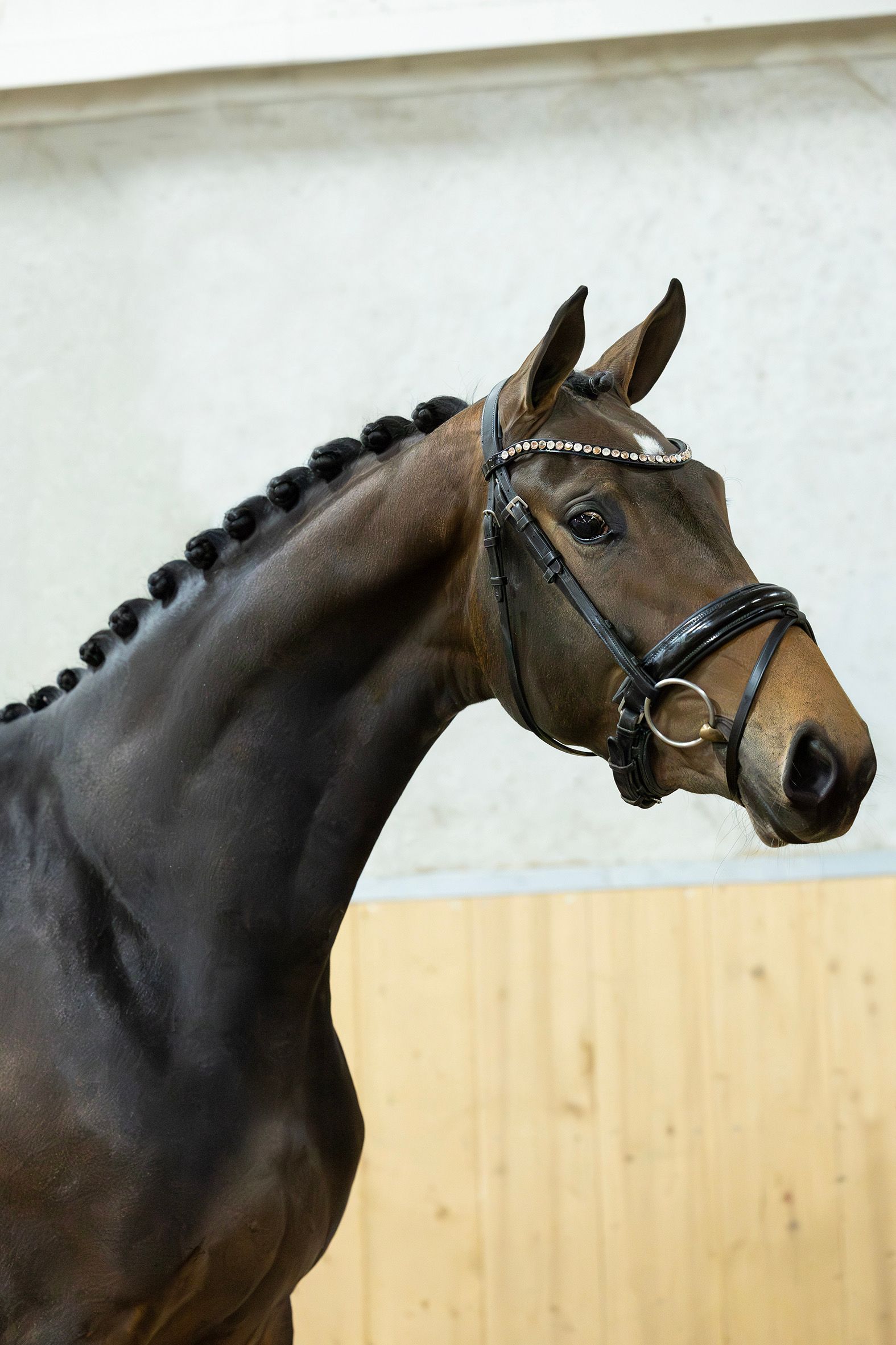 kwpn dressuurpaard merrie 3 Jahre alt donkerbruin zu verkaufen - Foto 2