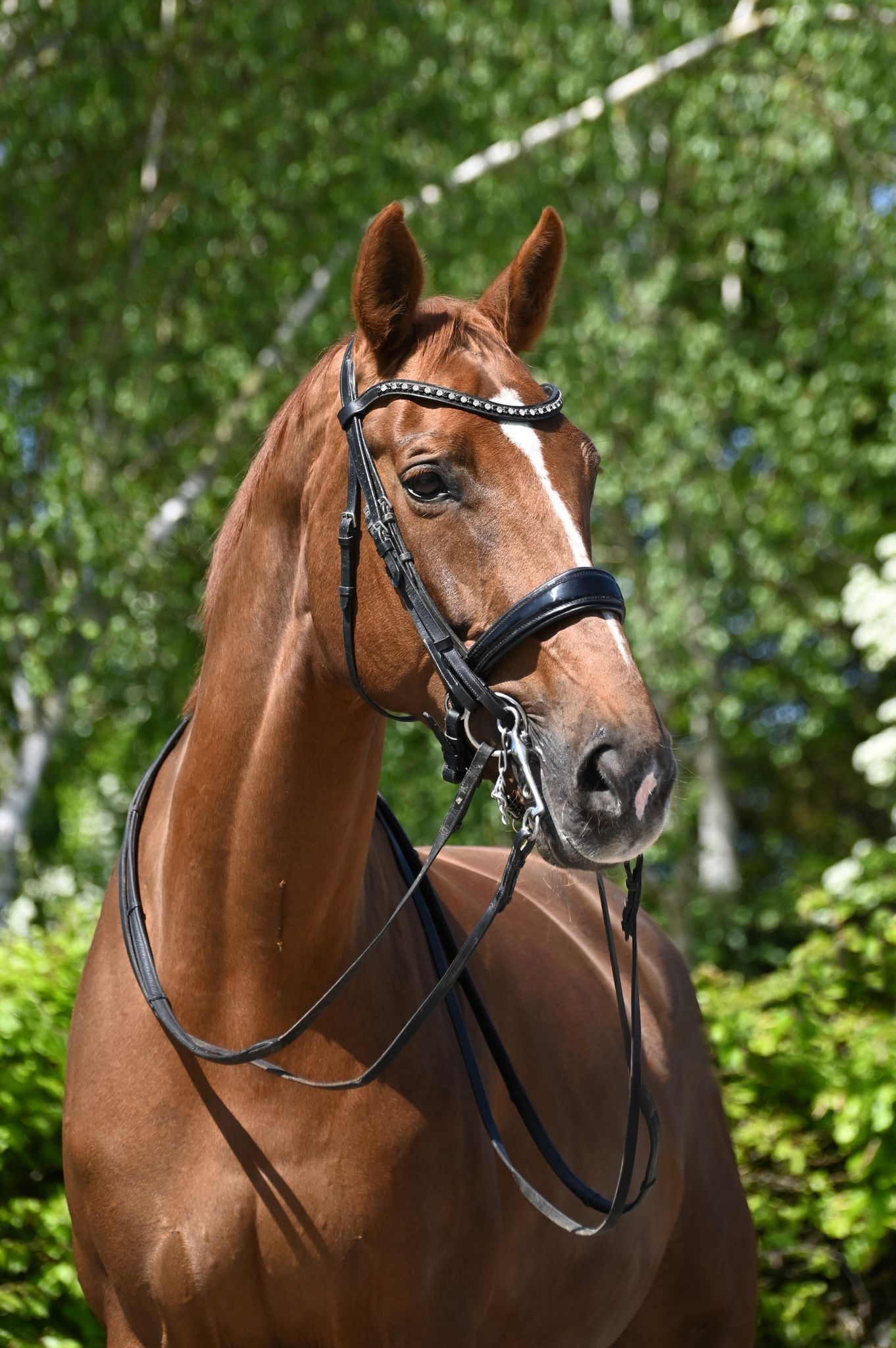 kwpn dressuurpaard merrie 15 years old vos for sale - Photo 3