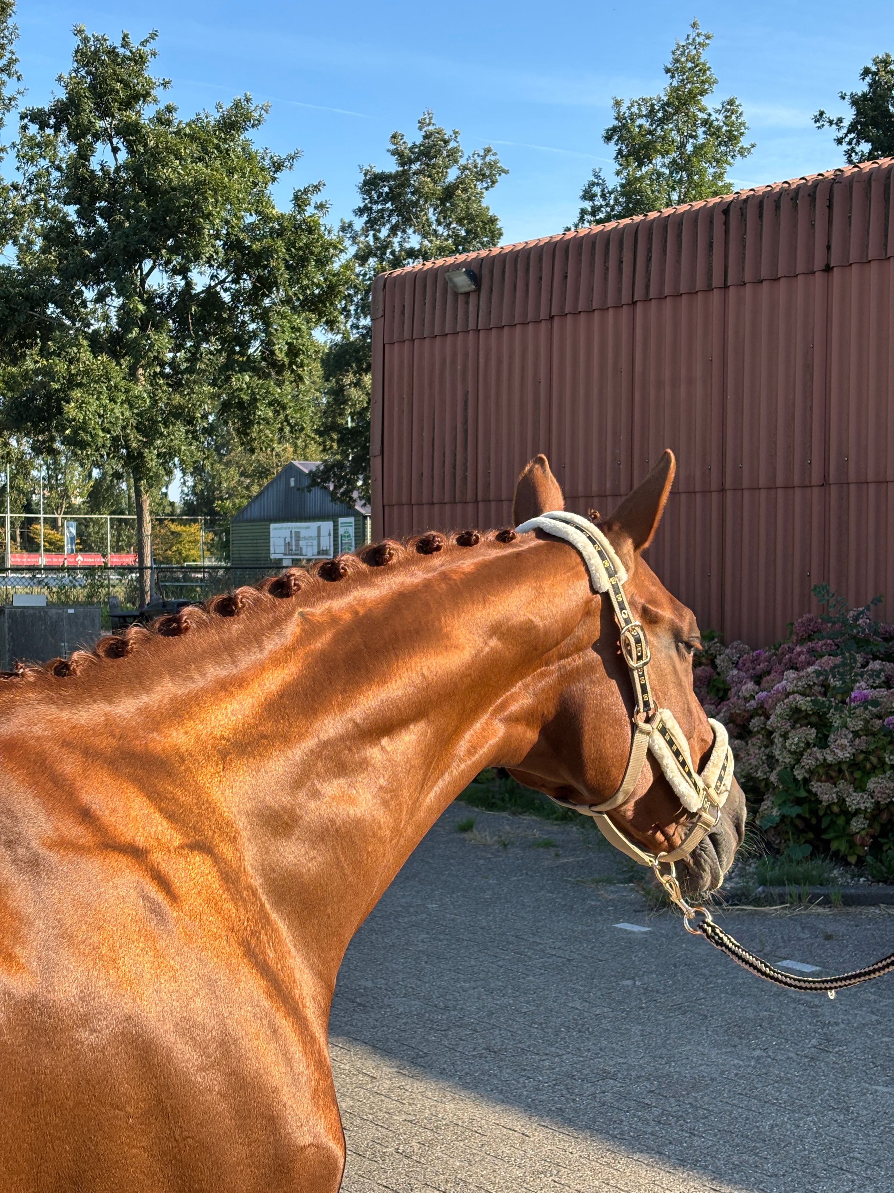 kwpn dressuurpaard merrie 15 years old vos for sale - Photo 6