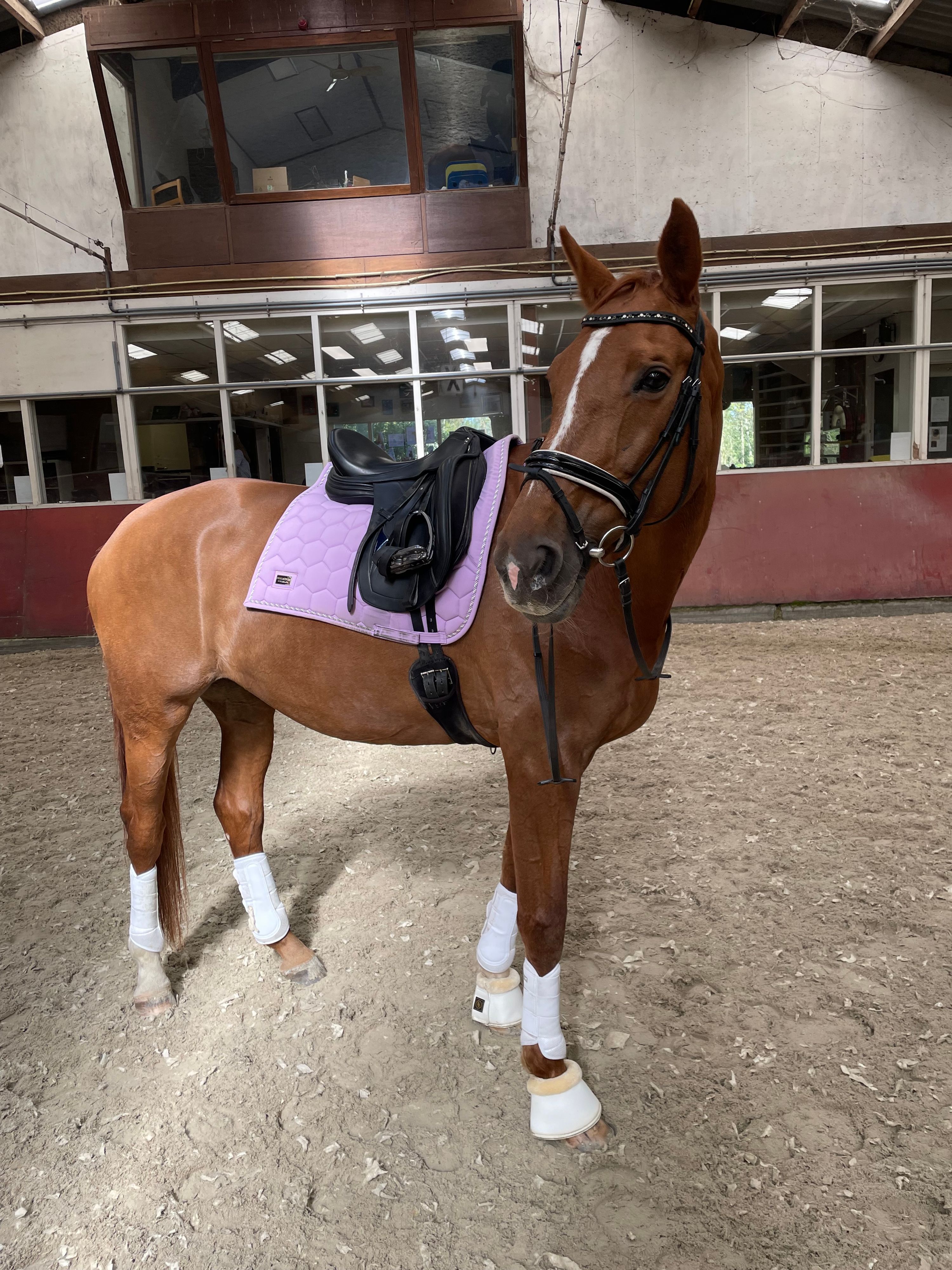 kwpn dressuurpaard merrie 15 years old vos for sale - Photo 5