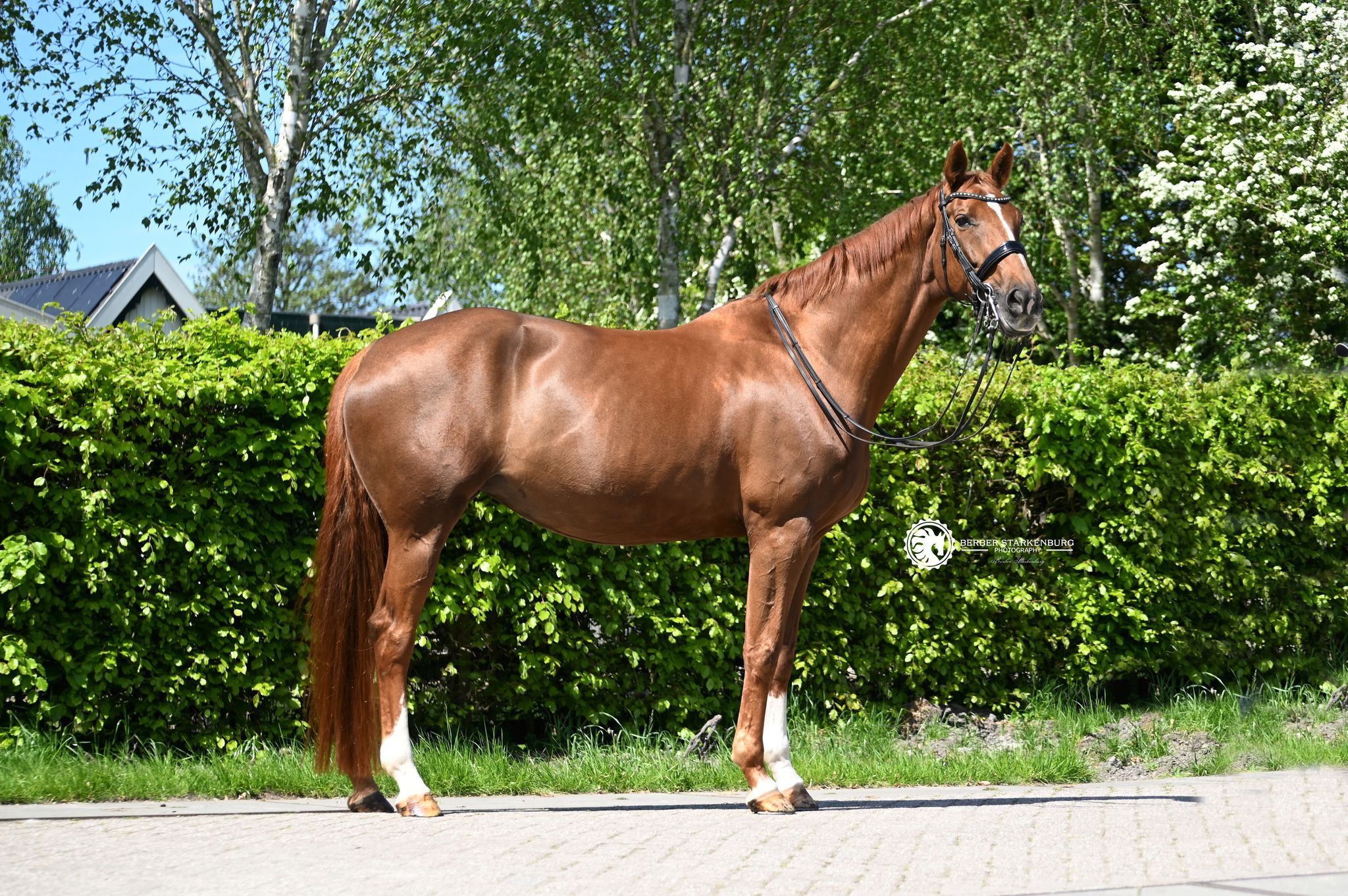 kwpn dressuurpaard merrie 15 years old vos for sale - Photo 4