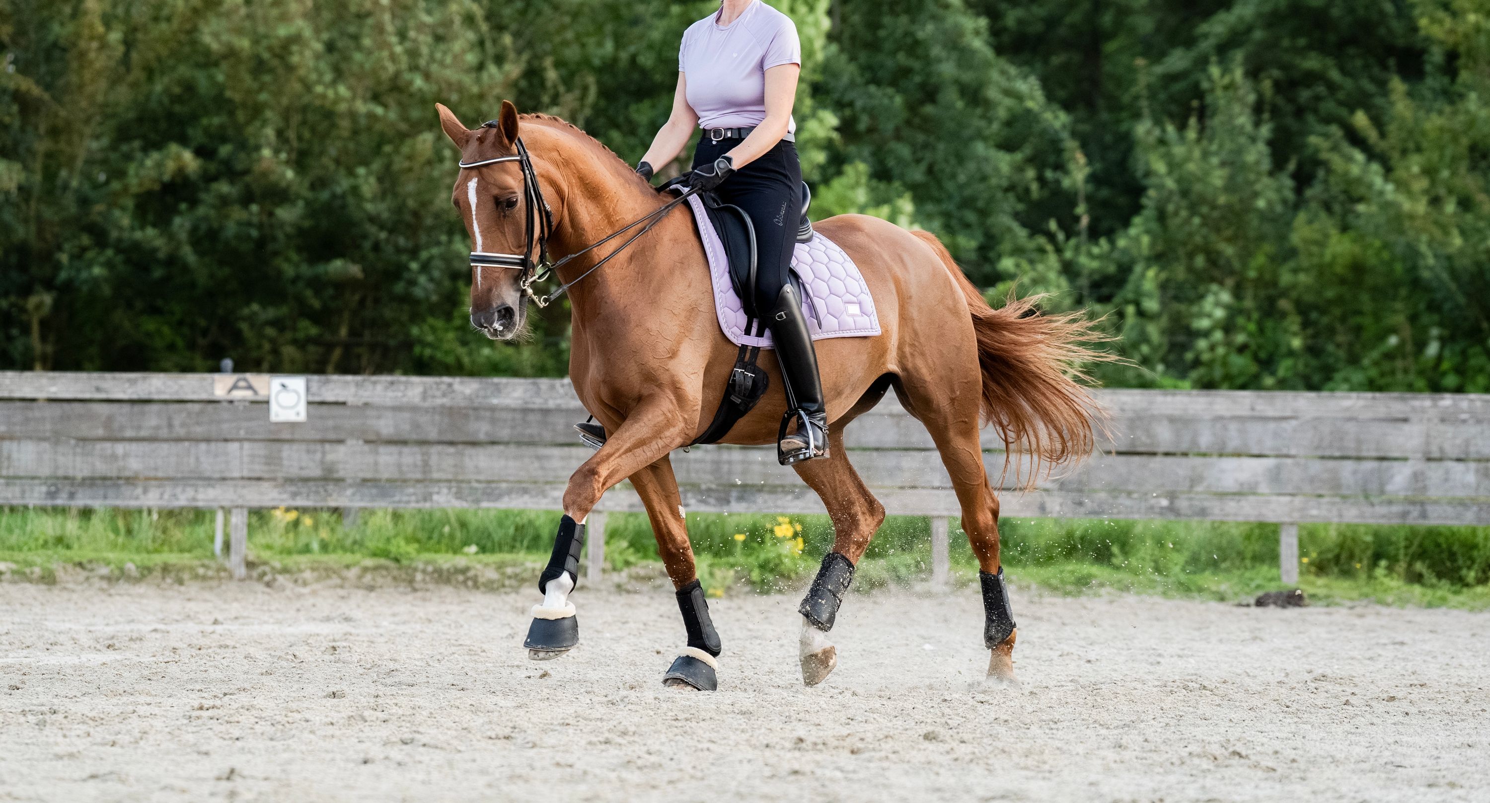 kwpn dressuurpaard merrie 15 years old vos for sale - Photo 2
