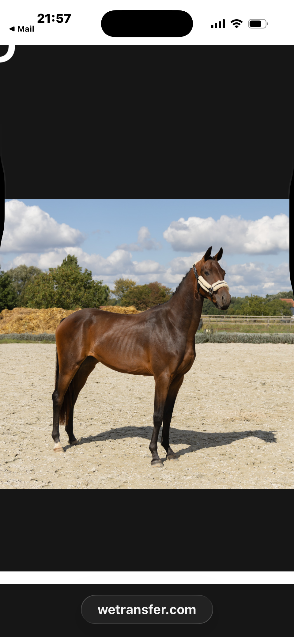 bwp dressuurpaard merrie 2 Jahre alt donkerbruin zu verkaufen - Foto 4