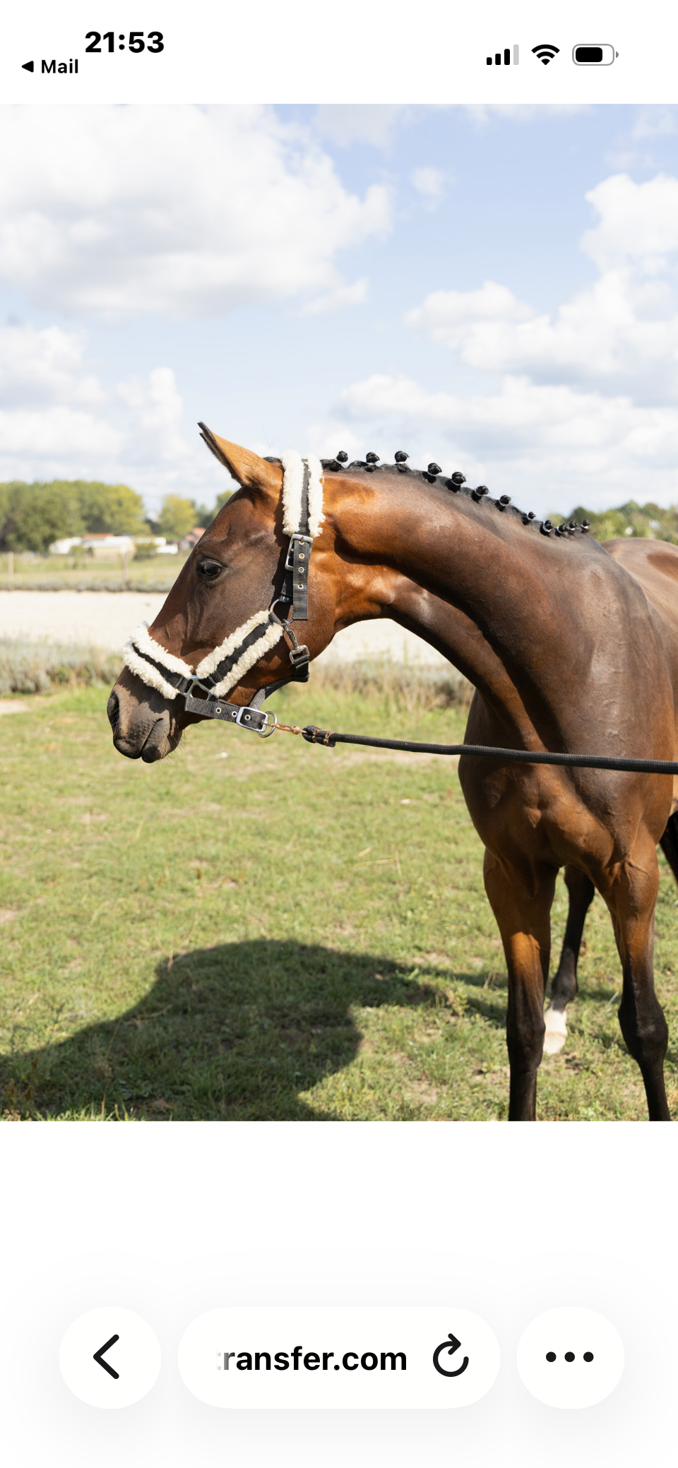 bwp dressuurpaard merrie 2 Jahre alt donkerbruin zu verkaufen - Foto 6