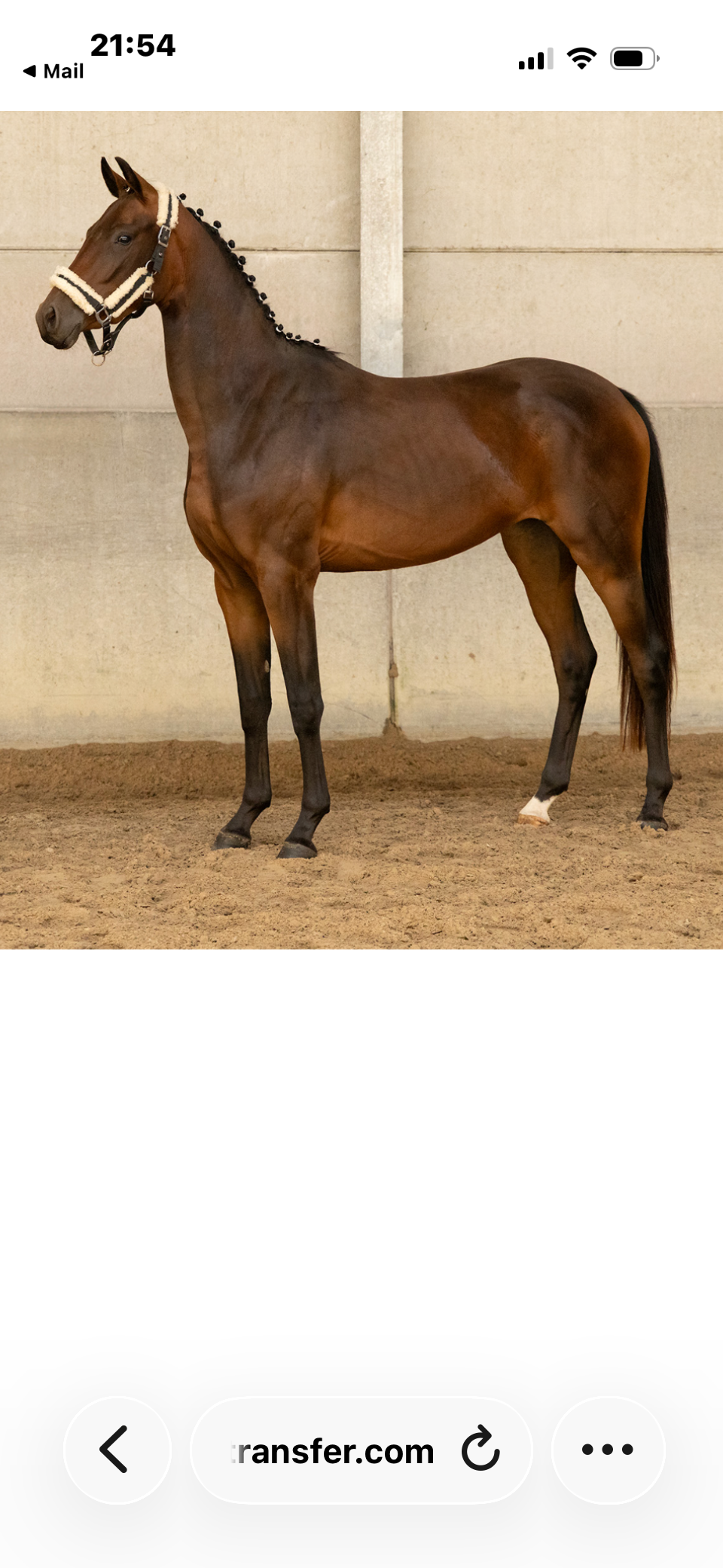 bwp dressuurpaard merrie 2 Jahre alt donkerbruin zu verkaufen - Foto 3