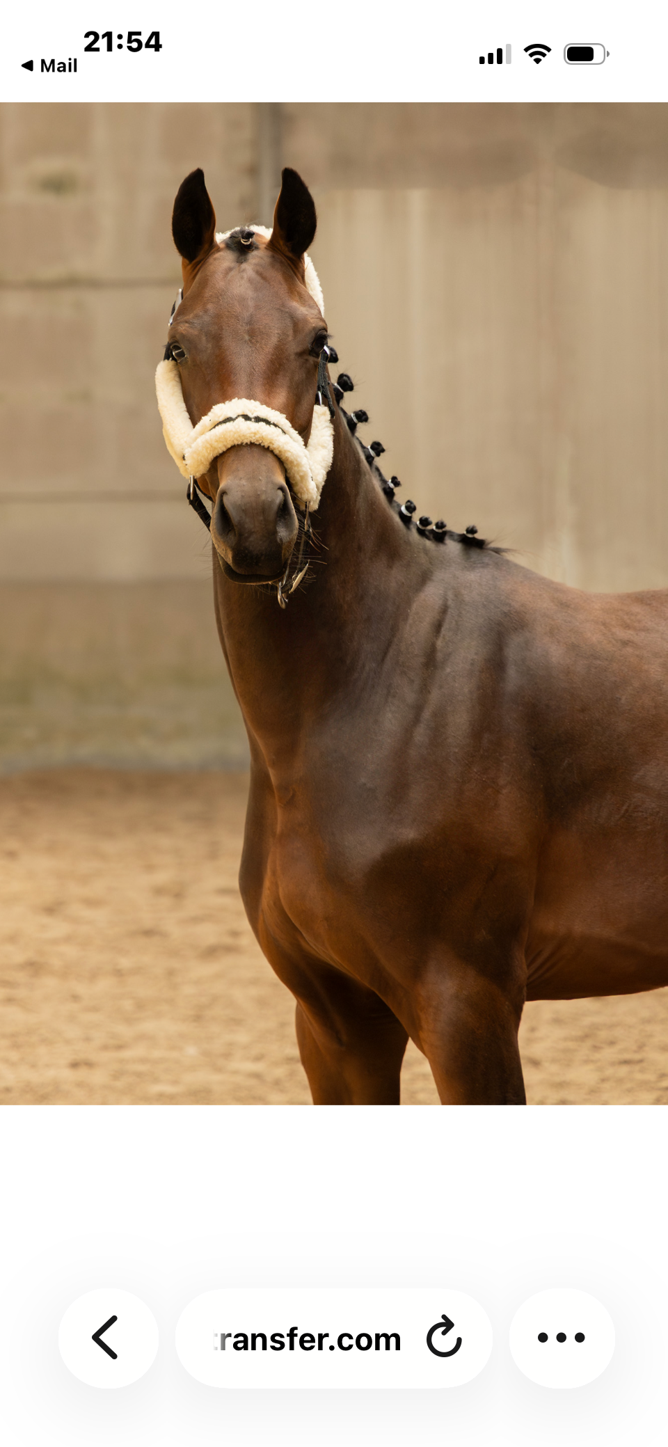 bwp dressuurpaard merrie 2 Jahre alt donkerbruin zu verkaufen - Foto 5