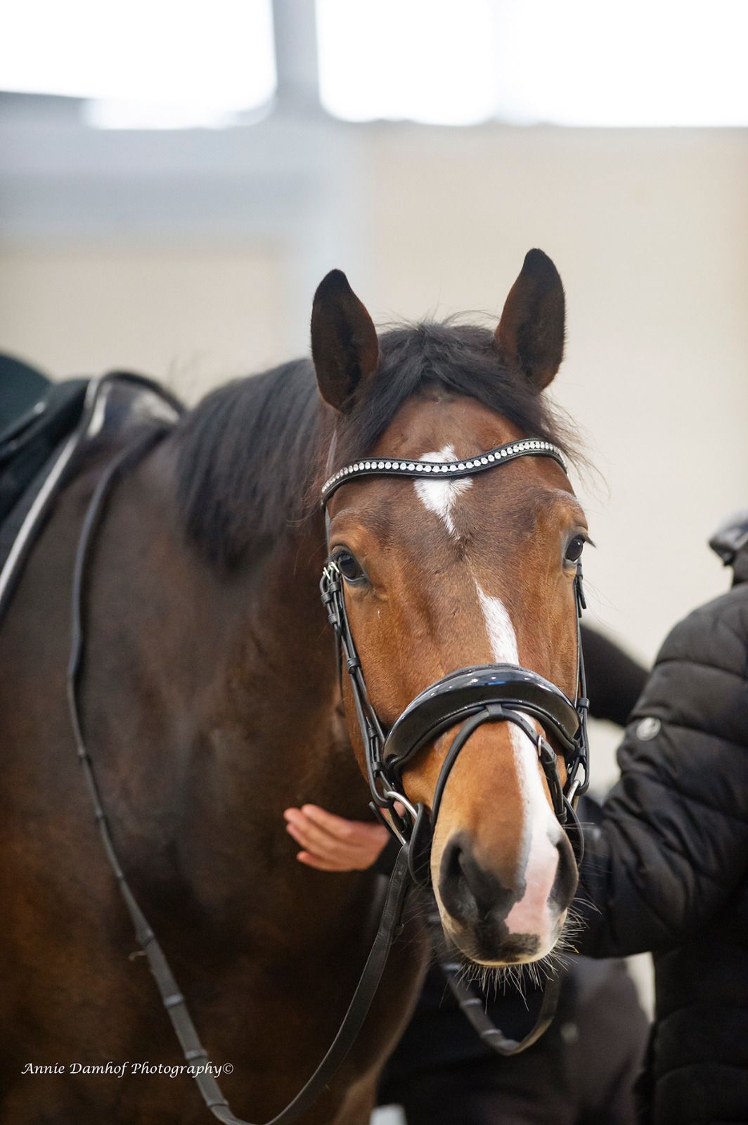 Snill, pålitelig og talentfull hest