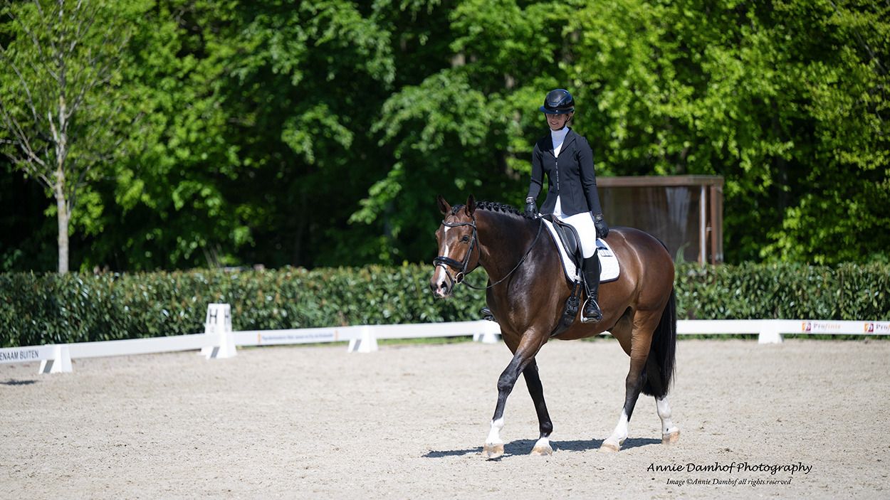 kwpn springpaard ruin 9 år donkerbruin til salgs - Foto 2