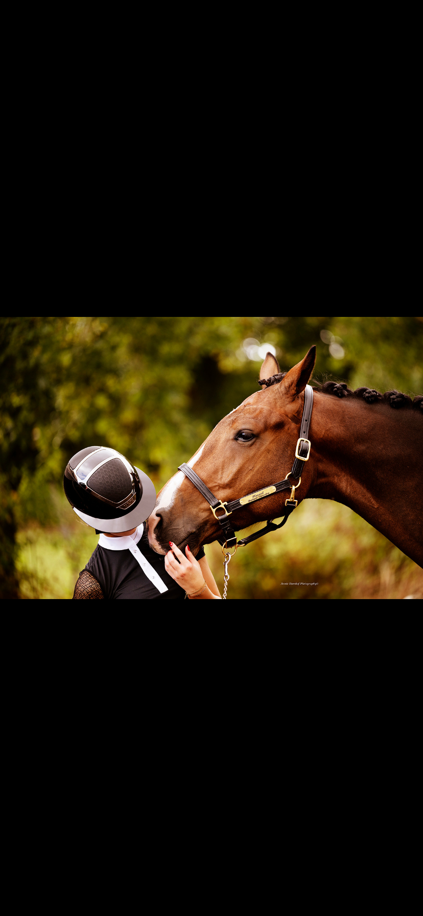 kwpn springpaard ruin 9 år donkerbruin til salgs - Foto 3