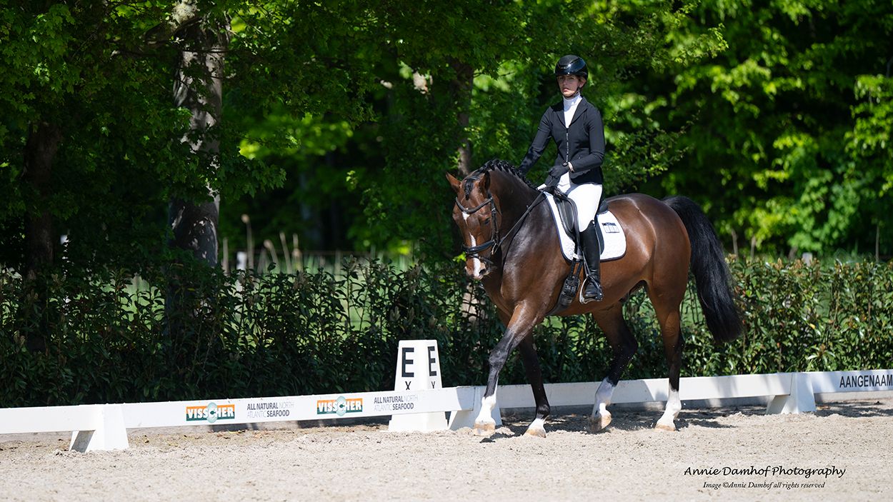 kwpn springpaard ruin 9 år donkerbruin til salgs - Foto 5