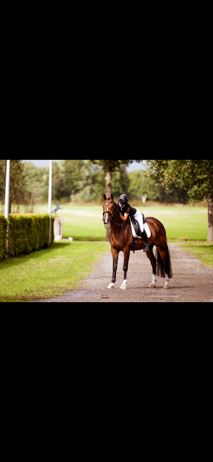 kwpn springpaard ruin 9 år donkerbruin til salgs - Foto 4