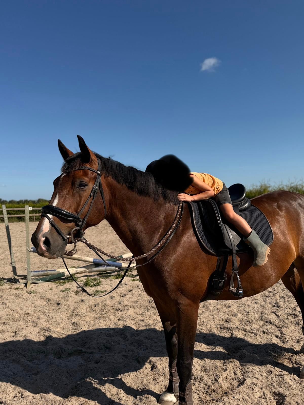 kwpn springpaard ruin 9 år donkerbruin til salgs - Foto 6