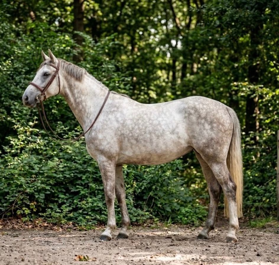 kwpn springpaard merrie 5 Jahre alt schimmel zu verkaufen - Hauptfoto