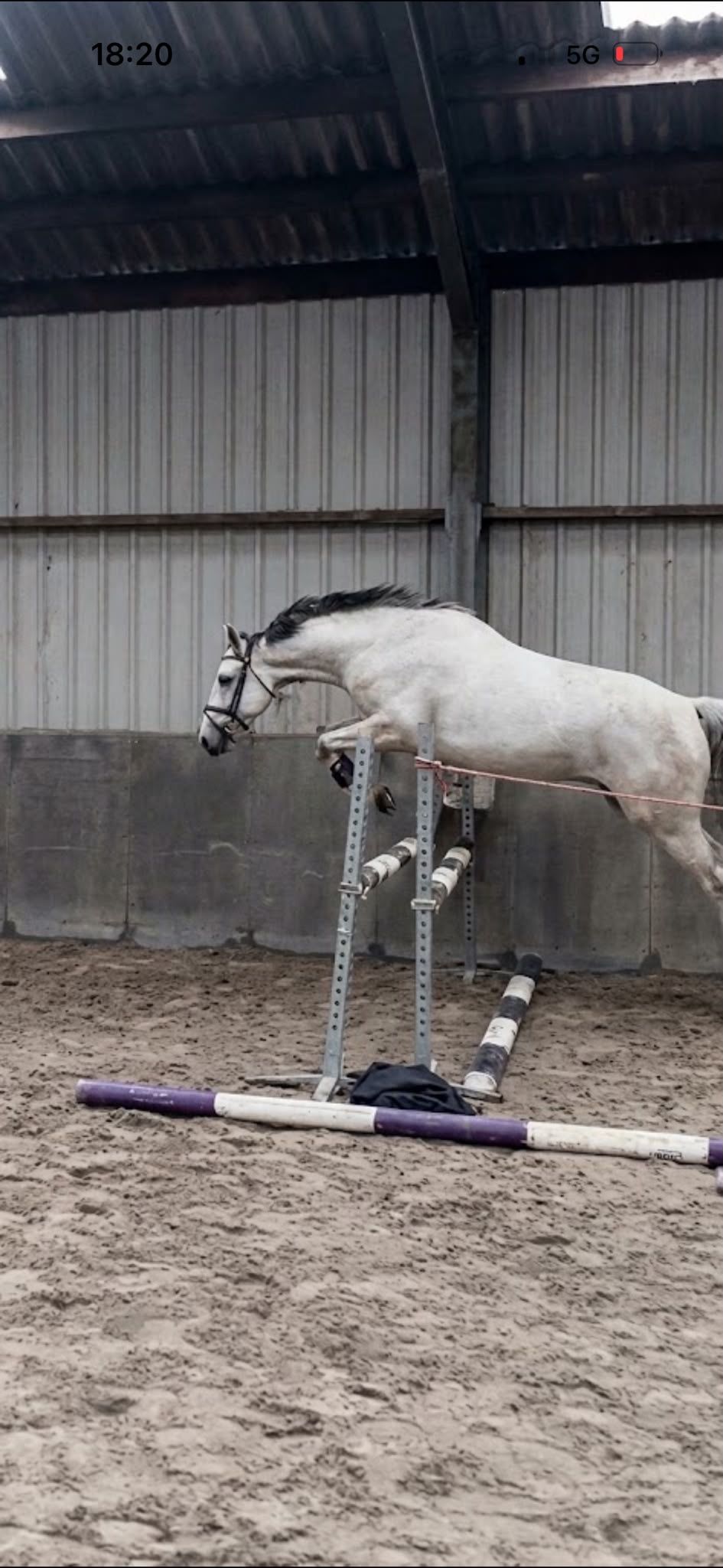 kwpn springpaard merrie 5 Jahre alt schimmel zu verkaufen - Foto 4