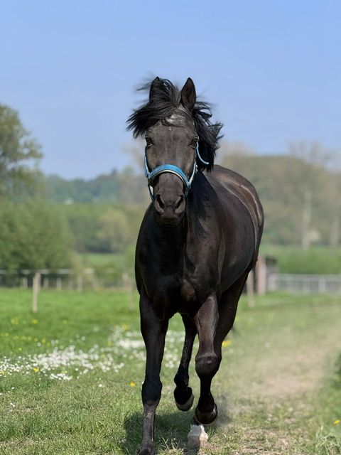 ander dressuurpony ruin 15 Jahre alt zwart zu verkaufen - Foto 2