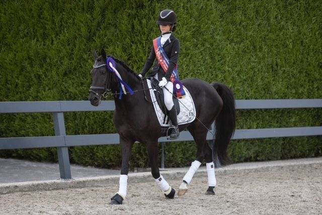Liebes Dressurpony