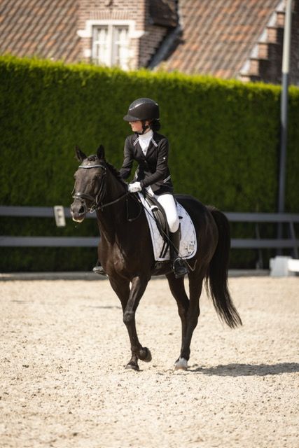 ander dressuurpony ruin 15 Jahre alt zwart zu verkaufen - Foto 5