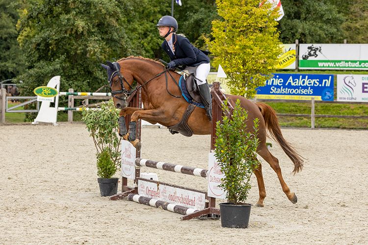 welsh allround-pony merrie 7 ans vos à vendre - Photo 6