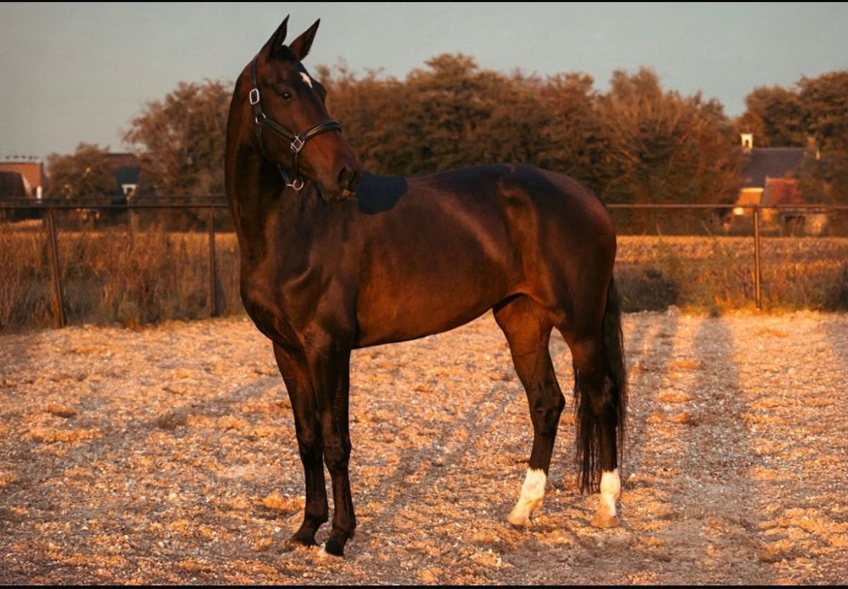 kwpn dressuurpaard merrie 5 anos bruin à venda - Foto 4
