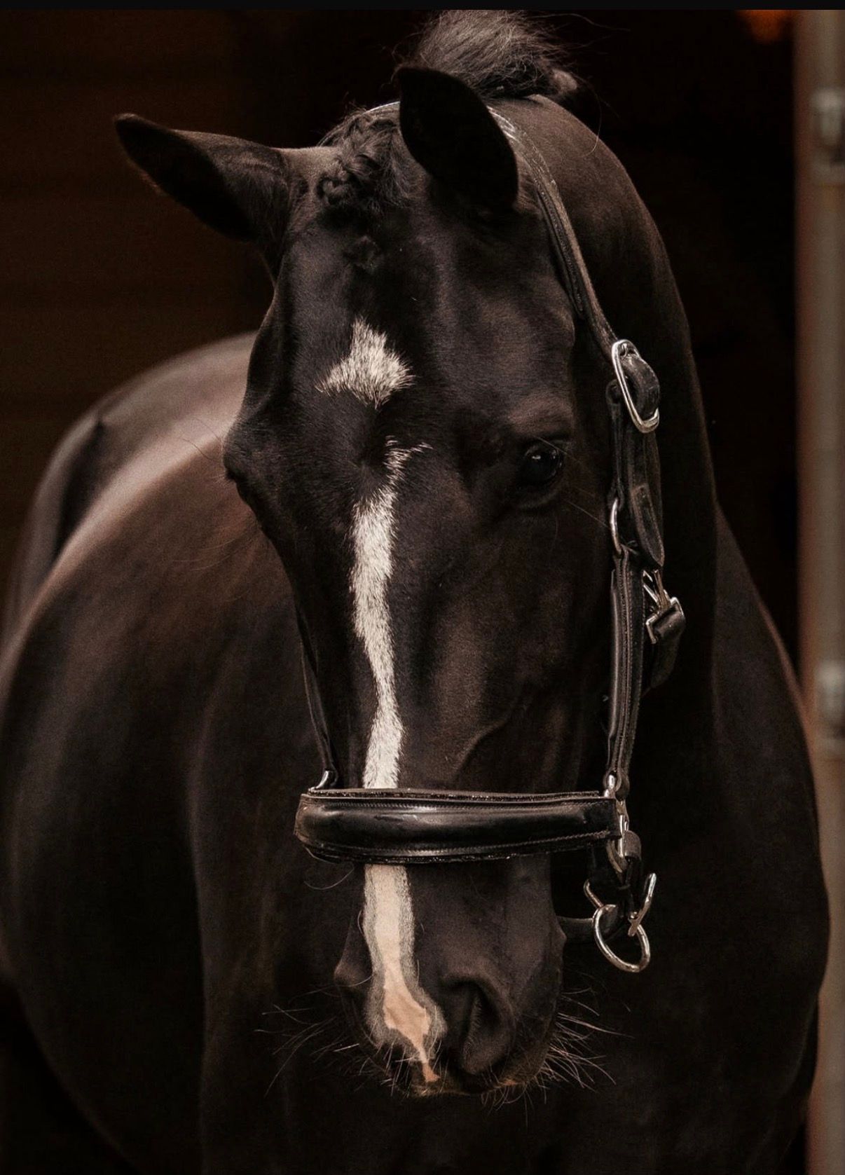 kwpn dressuurpaard merrie 3 years old zwart for sale - Photo 2