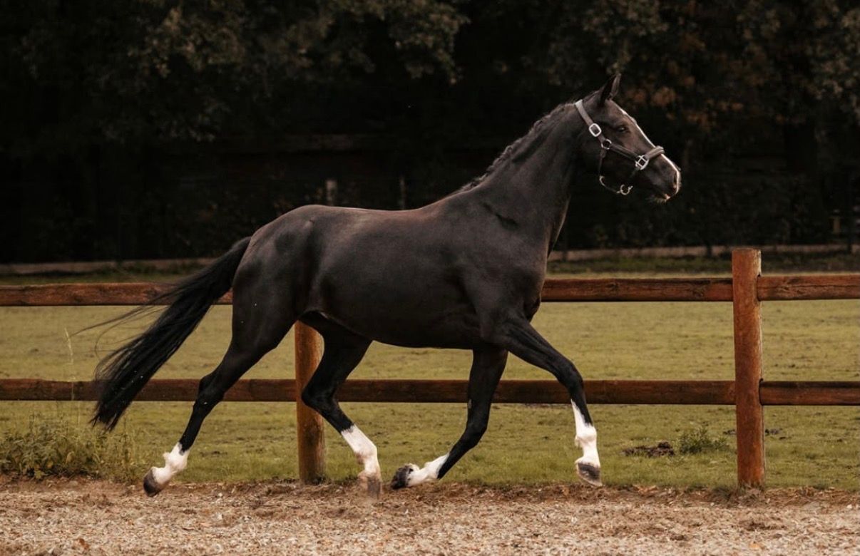 kwpn dressuurpaard merrie 3 years old zwart for sale - Photo 4