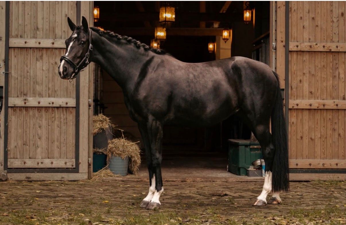 kwpn dressuurpaard merrie 3 years old zwart for sale - Photo 3
