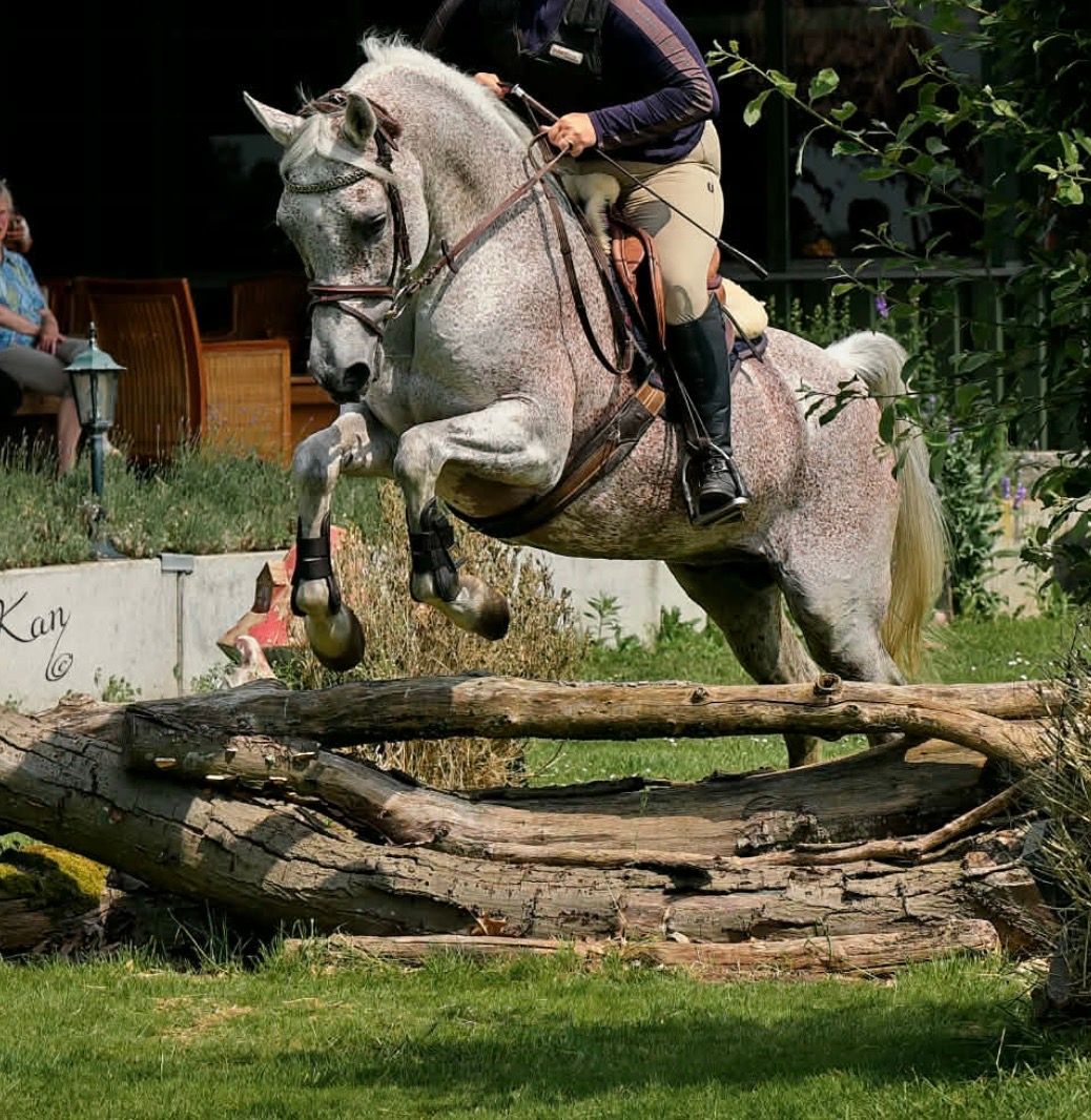 arabier pony ruin 3 lat schimmel na sprzedaż - Zdjęcie 6