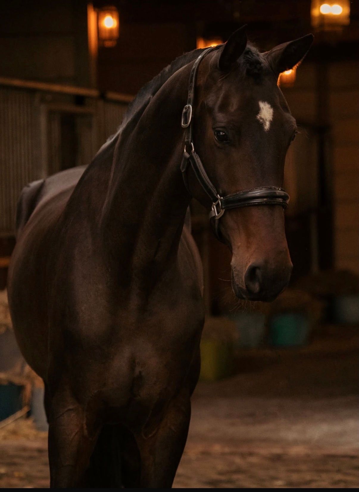 kwpn dressuurpaard merrie 5 anos bruin à venda - Foto 5