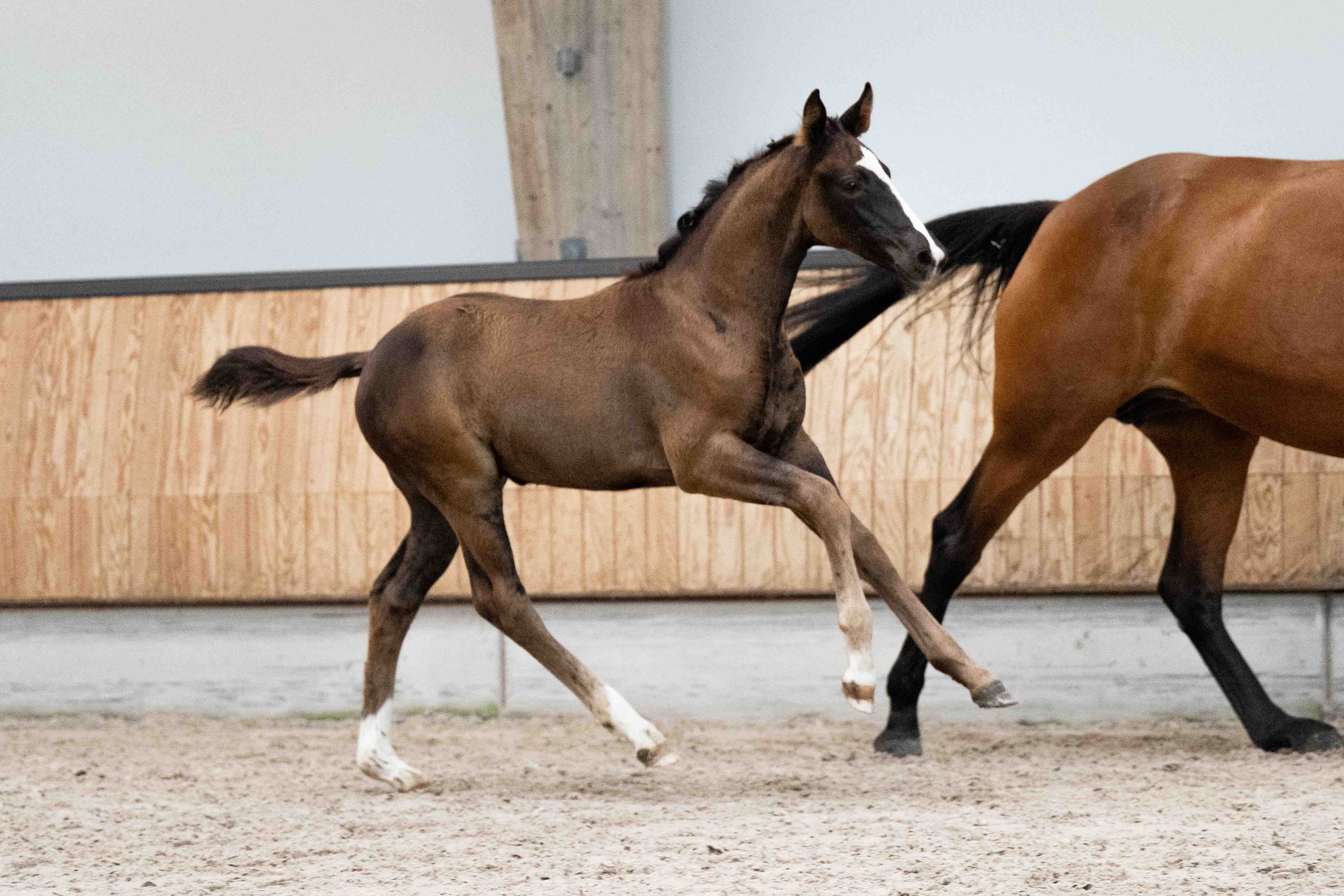 kwpn dressuurpaard merrie 0 años bruin en venta - Foto 2