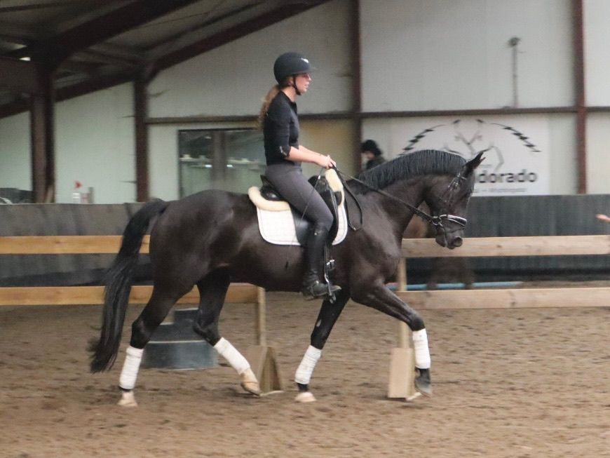 kwpn dressuurpaard ruin 4 años zwart en venta - Foto 4