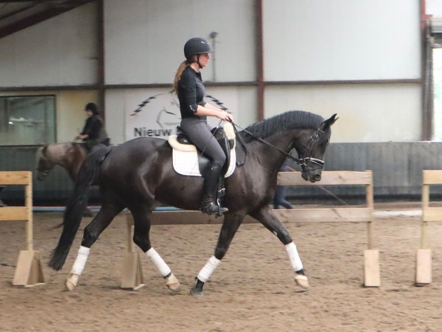 kwpn dressuurpaard ruin 4 años zwart en venta - Foto 5